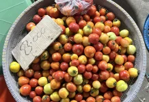 Harga Tomat di Pasar Batu Merah Ambon Stabil, Dijual Rp8 Ribu per Kilogram