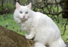 Tips Memelihara dan Merawat Kucing Anggora agar Tetap Sehat dan Nyaman