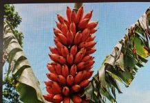 Khasiat Pisang Tongka Langit