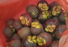 Manfaat Buah Manggis, Manis dan Menyehatkan