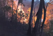 Sepuluh Jam Damkar Berjuang Padamkan Kebakaran Gunung Nona