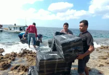 Pembudidaya di Pulau Luang MBD Terima 750 Kg Bibit Rumput Laut dari KKP