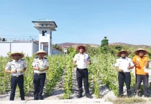 Senin Ceria,Lapas Namlea Panen Buncis dan Cabai Rawit