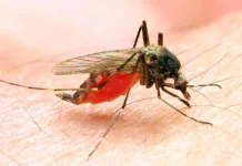 Kasus Malaria Impor dari Papua Jadi Tantangan Eliminasi di Maluku