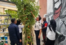 Geliat Kebun Lapas Wahai Pascakemarau, Panen 10 Kg Tomat Segar