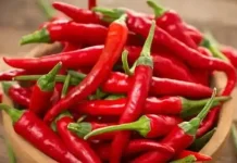 Harga Cabai Anjlok jelang Ramadan, Petani Tercekik Pasokan Luar