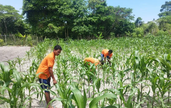 Puasa Tetap Produktif, Warga Binaan Lapas Namlea Aktif Berkebun