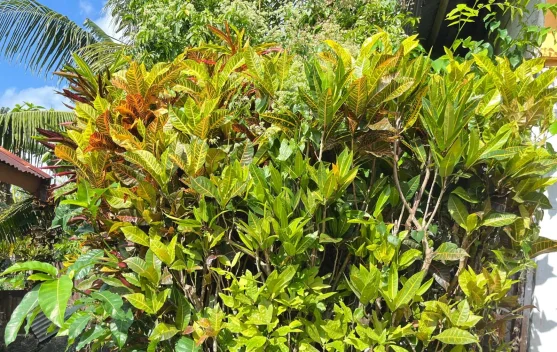 Bunga Gadihu, Cantik Dipandang. Bermanfaat bagi Kesehatan Lingkungan
