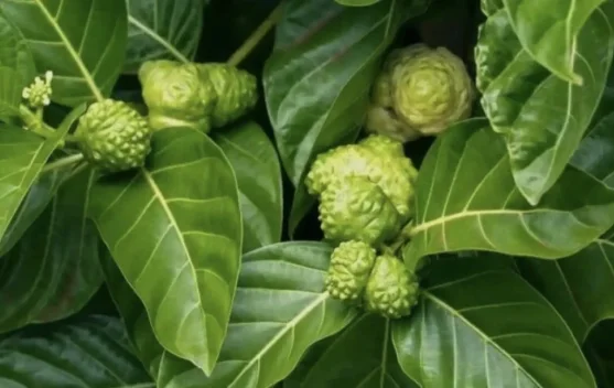 Rahasia dibalik Daun Mengkudu, Obat Tradisional Bisul