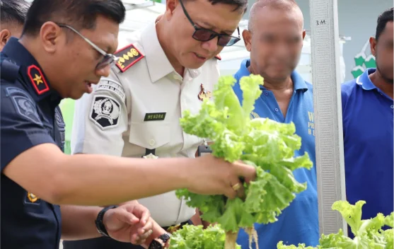 Panen 27 Ikat Selada Hidroponik, Lapas Ambon Dukung Kemandirian Pangan