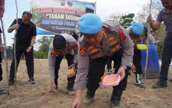 Polisi Sulap Lahan Dua Hektare di Buru jadi Kebun Jagung