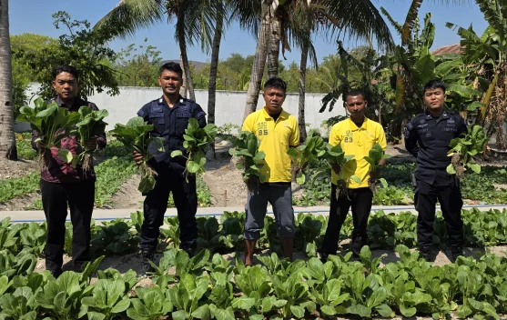 Hasil Budidaya Pertanian,Lapas Namlea Panen Puluhan Ikat Sawi