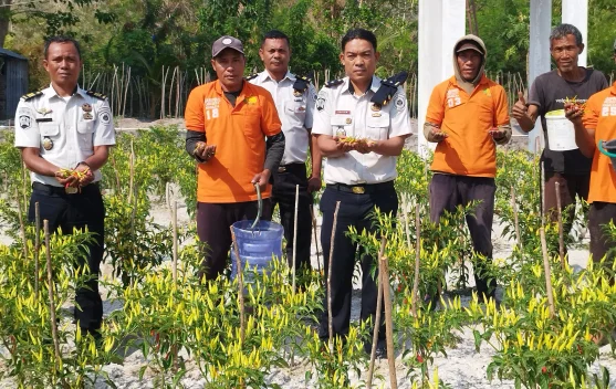 Produktif ditengah Kemarau,Lapas Namlea Sukses Panen Cabai Rawit