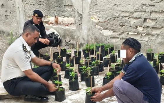 Lapas Geser Optimalkan Pembinaan Kemandirian lewat Budidaya Cabai