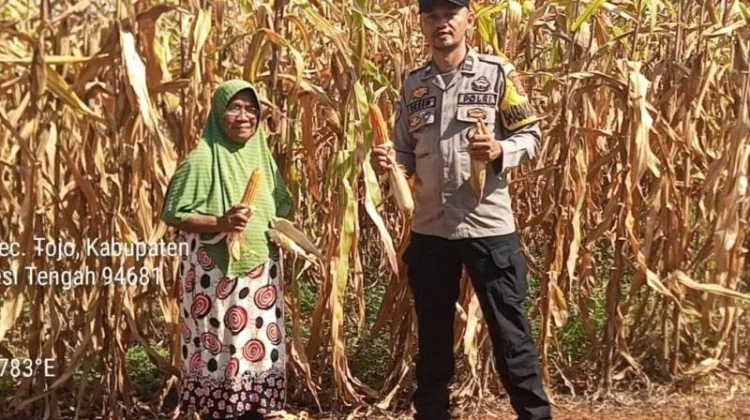 Polsek Tojo Kawal Panen Jagung di Desa Uekuli