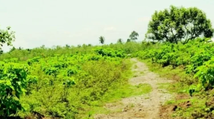 Petani Touna Berharap Dukungan Legalitas Pemanfaatan Lahan Pertanian Area Hutan