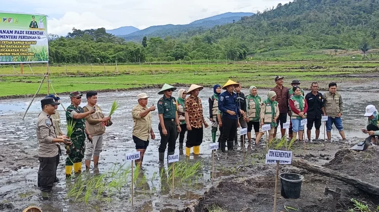 Perluas Sawah Rakyat, Tanam Padi Serentak Digelar di Desa Dataran Bugi