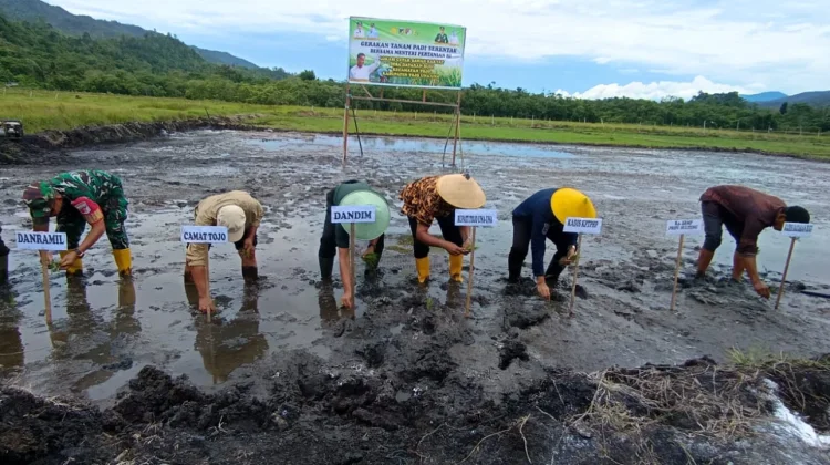 Perluas Sawah Rakyat, Tanam Padi Serentak Digelar di Desa Dataran Bugi