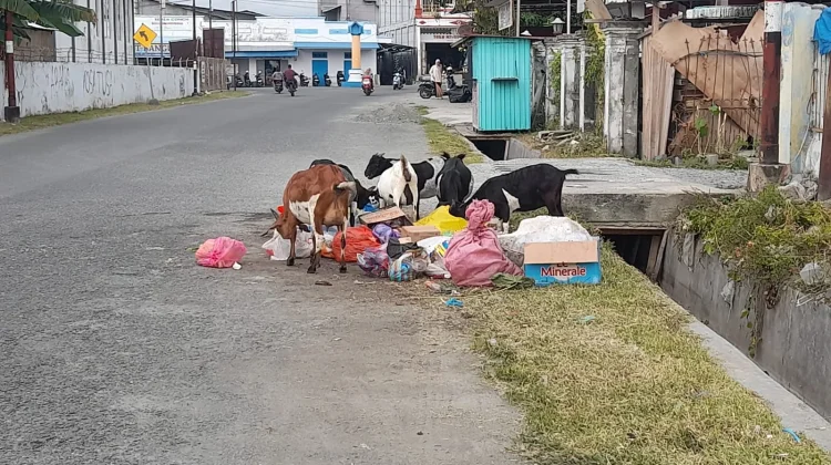 Warga Ratolindo Touna Minta Pemerintah KecamatanTertibkan Ternak Berkeliaran