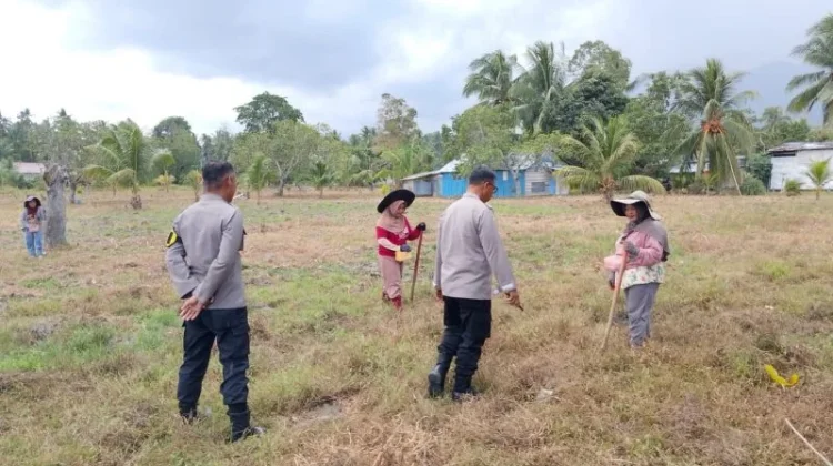 Dukung Ketahanan Pangan, Kapolsek Ampana Kota Tinjau Lahan Jagung