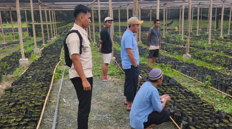 Bupati Touna Tinjau Bibit dan 22 Unit Alat Berat untuk Persiapan Lahan Sawit