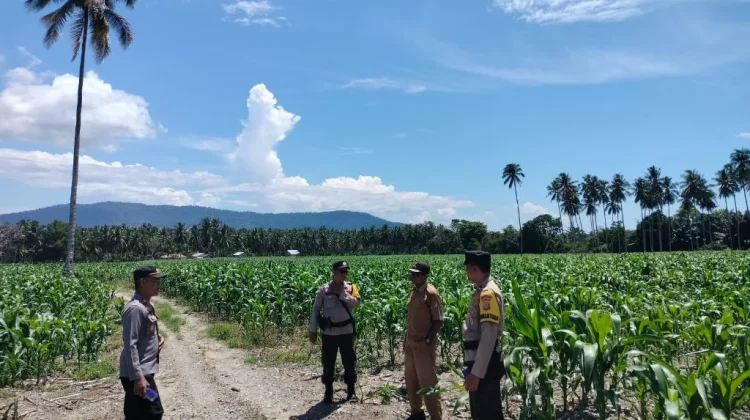 Polsek Ampana Kota Pantau Lahan Jagung di Sabulira Toba, Dukung Ketahanan Pangan