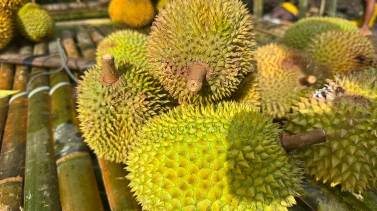 Durian Nambo dan Asaan Diusung, Banggai menuju Sejarah Baru Indikasi Geografis