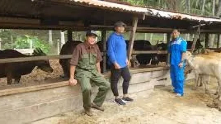 Dinas Pertanian Touna Lakukan Pengawasan Kesehatan Hewan Calon Qurban