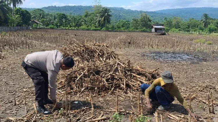 Kapolsek Tojo Tinjau Kesiapan Lahan Jagung Program Ketahanan Pangan