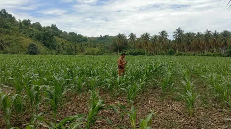 BUMDes Berperan Penting Memperkuat Ketahanan Pangan Lokal