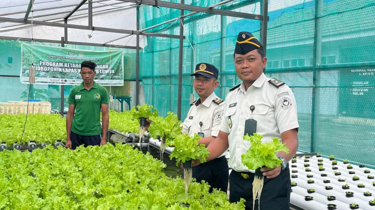 Warga Binaan Lapas Luwuk Sukses Budidaya Sayur Hidroponik