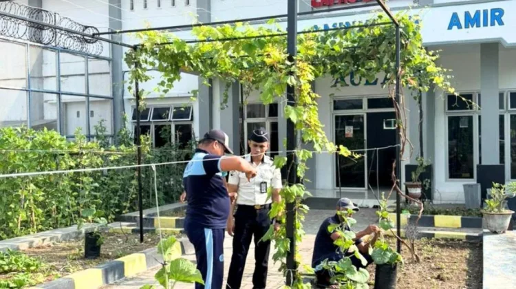 Pembinaan Mandiri, Lapas Luwuk Kembangkan Budidaya Anggur dan Melon