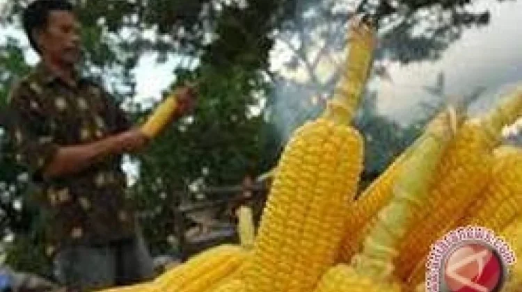 Penyaluran Bantuan Petani dan Nelayan di Tojo Una-Una Belum Tepat Sasaran