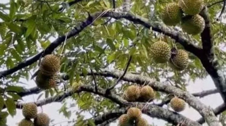 Budidaya Durian Jadi Andalan Sektor Pertanian Desa Matako Touna
