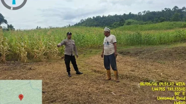 Dukung Ketahanan Pangan Nasional, Polsek Tojo Tinjau Perkebunan Jagung