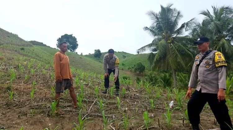 Polsek Ulubongka Lakukan Pendampingan Petani Jagung Dukung Ketahanan Pangan