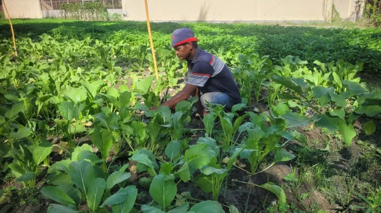 SAE Lapas Palu Panen 40 Kilogram Sawi Segar dari Lahan Produktif