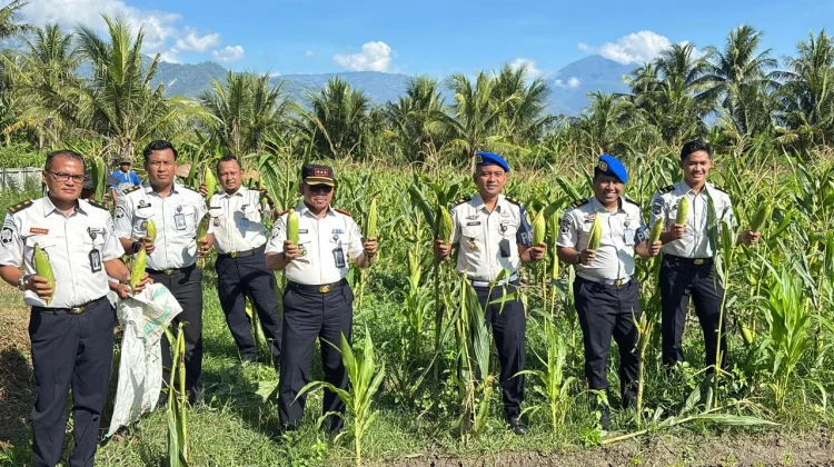 Dukung Ketahanan Pangan, Lapas Palu Panen Jagung dan Selada Hidroponik