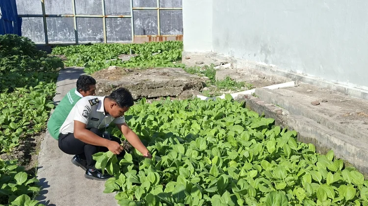 Lapas Luwuk Gelar Panen Sayur Dukung Ketahanan Pangan