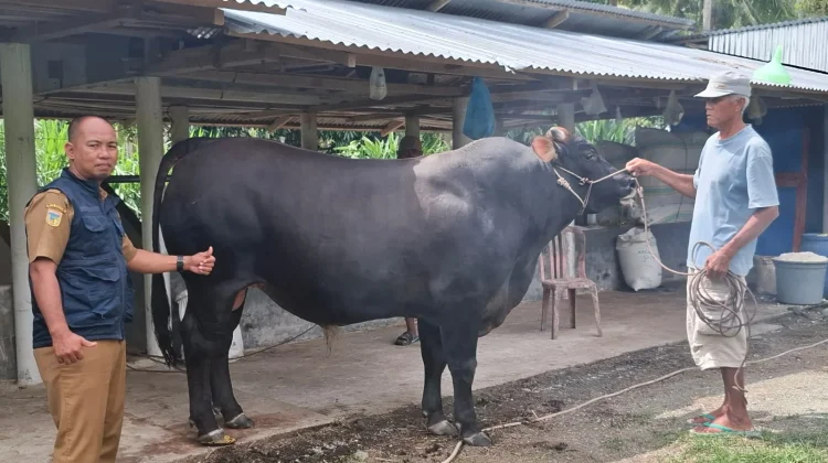 Touna Terima Sapi Kurban Presiden RI, Bobot Capai 800 Kilogram Jenis Limosin