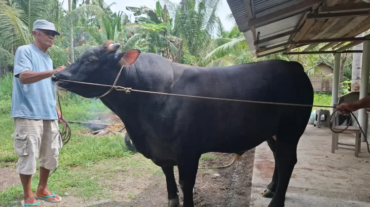 Touna Terima Sapi Kurban Presiden RI, Bobot Capai 800 Kilogram Jenis Limosin