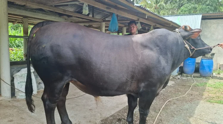 Touna Terima Sapi Kurban Presiden RI, Bobot Capai 800 Kilogram Jenis Limosin