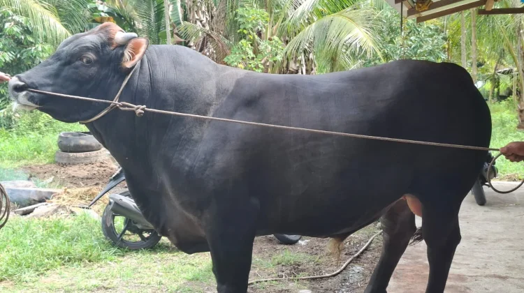 Touna Terima Sapi Kurban Presiden RI, Bobot Capai 800 Kilogram Jenis Limosin