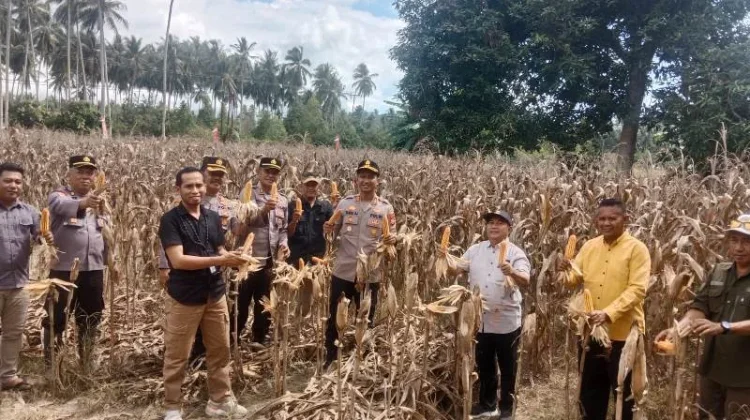 Dukung Ketahanan Pangan, Polres Touna Dampingi Panen Raya Jagung