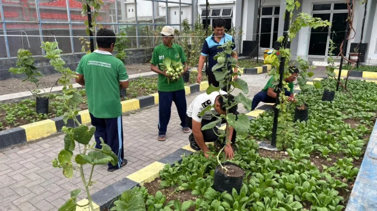 Lapas Luwuk Panen Pakcoy, Perkuat Ketahanan Pangan Daerah