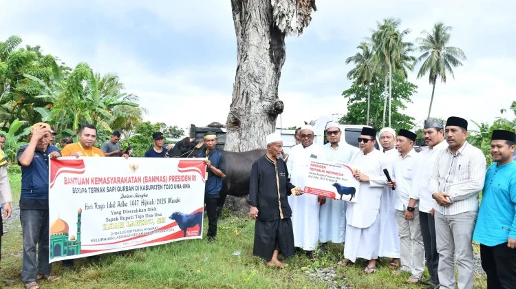 Bupati Touna Serahkan Sapi Kurban Bantuan Presiden RI di Masjid Miftahul Khairat