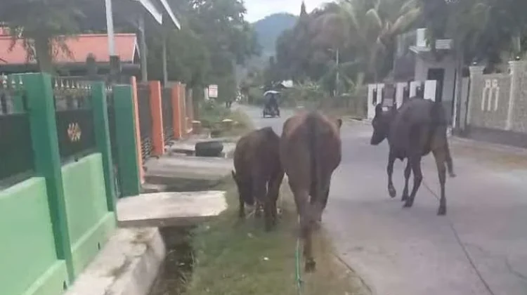Warga Ampana Tete Touna Keluhkan Maraknya Ternak Sapi Berkeliaran di Jalan Raya