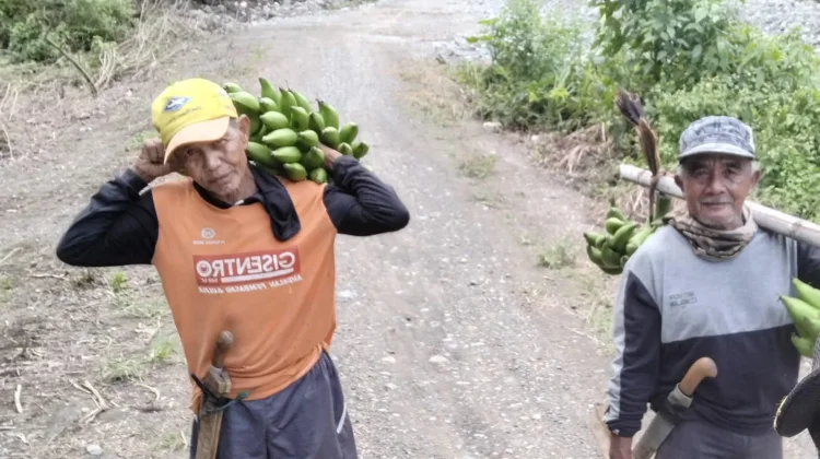 Petani Touna Harapkan Dukungan Bibit atau Pupuk Menghadapi Musim Tanam