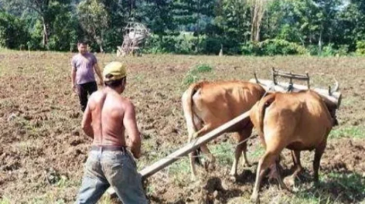 Petani Padi Ladang Touna Harapkan Bantuan Benih jelang Musim Tanam
