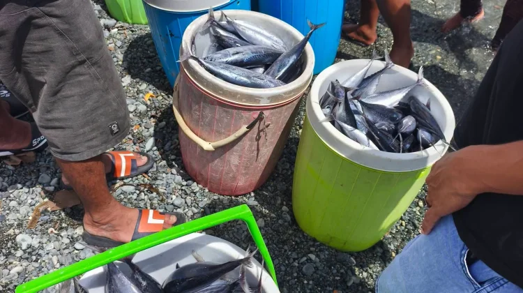 Cuaca Stabil dan Pasokan Melimpah, Harga Ikan di Ampana Kembali Turun